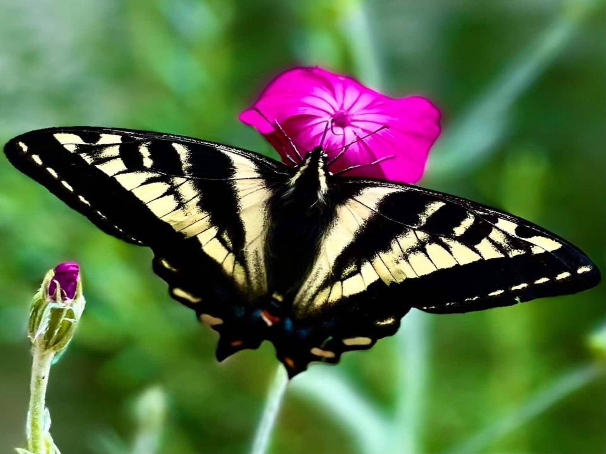 victoria-butterfly-garden-canada